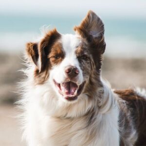 Recovering Medical Costs After a Dog Bite in Georgia